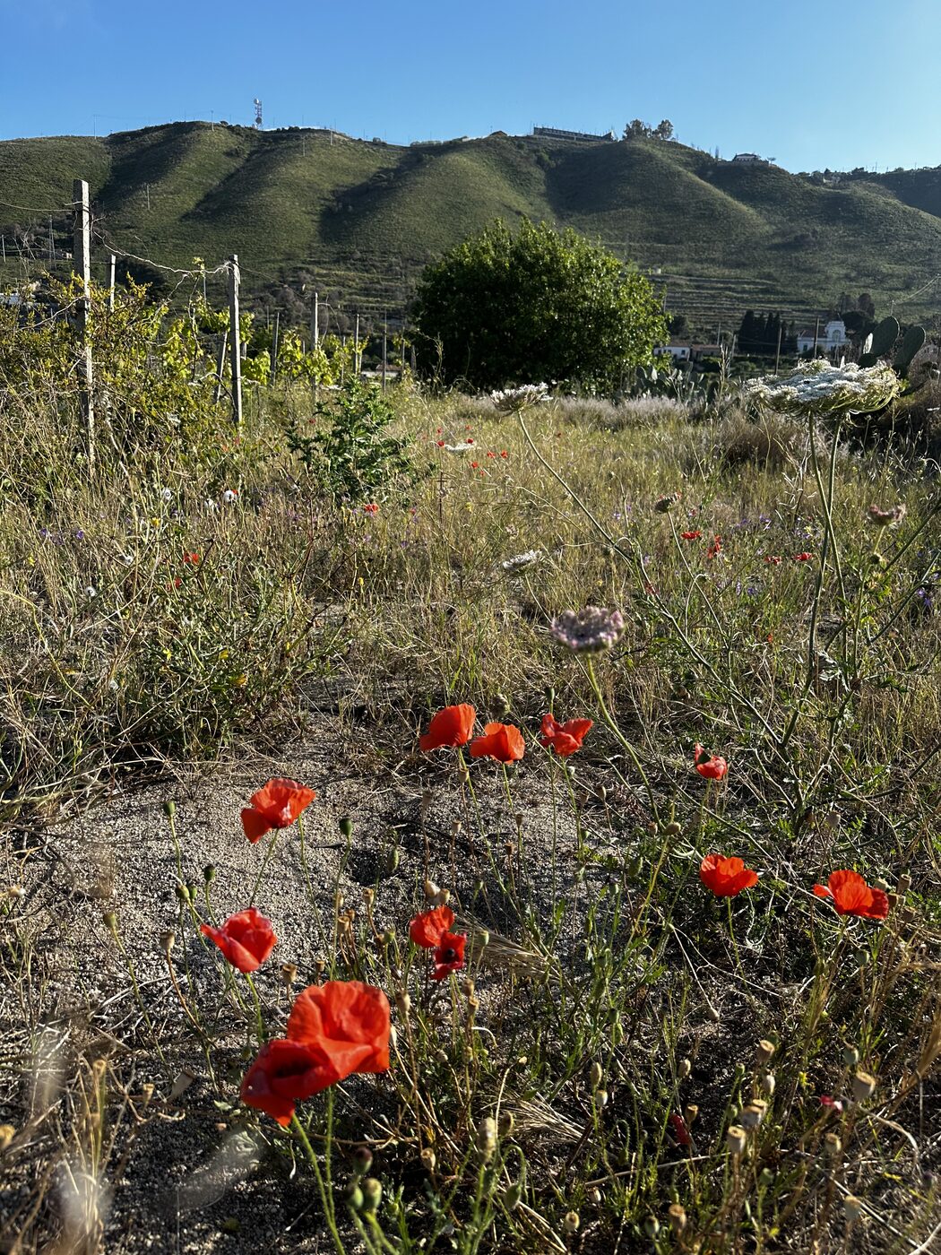 Red poppies growing in a field